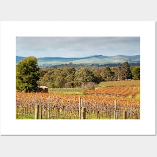 Autumn Vines of the Barossa Posters and Art